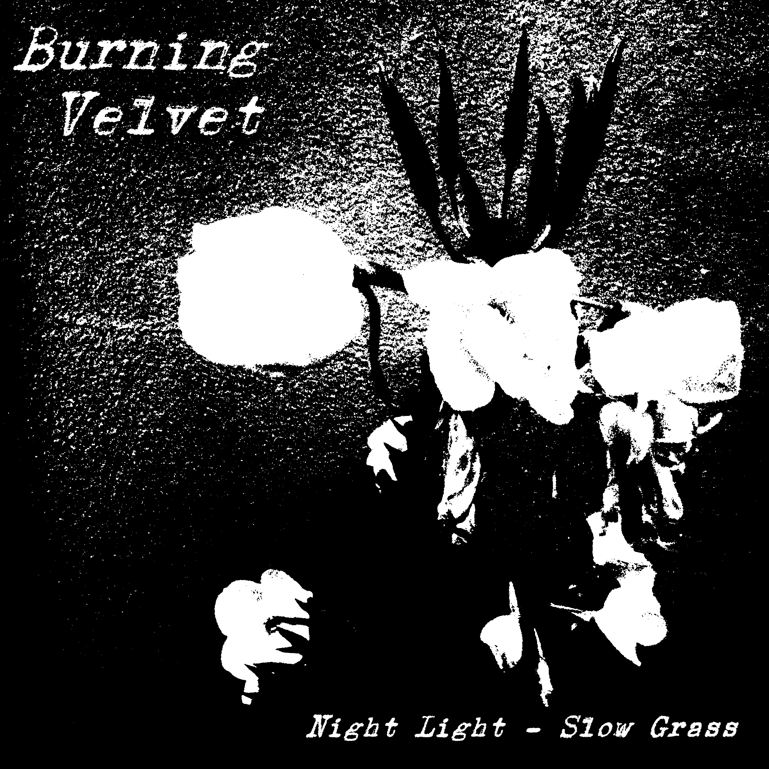 night-light-slow-grass